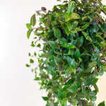 Close-up of Tradescantia ‘Green Hill’ large hanging basket showing dense trailing leaves in green and purple tones.

