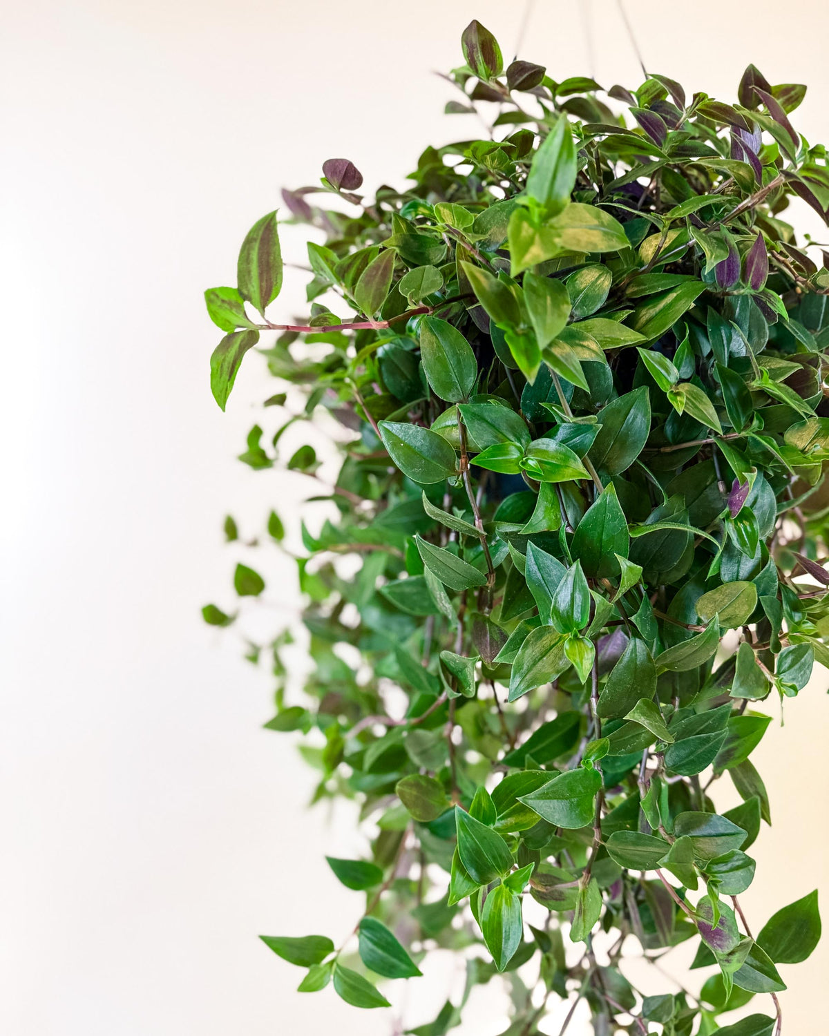 Close-up of Tradescantia ‘Green Hill’ large hanging basket showing dense trailing leaves in green and purple tones.
