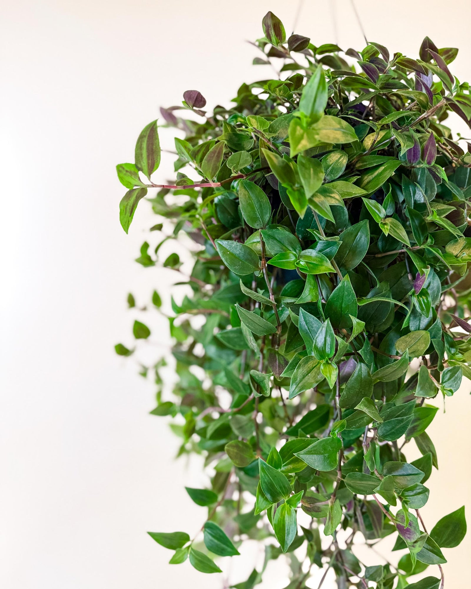 Close-up of Tradescantia ‘Green Hill’ large hanging basket showing dense trailing leaves in green and purple tones.
