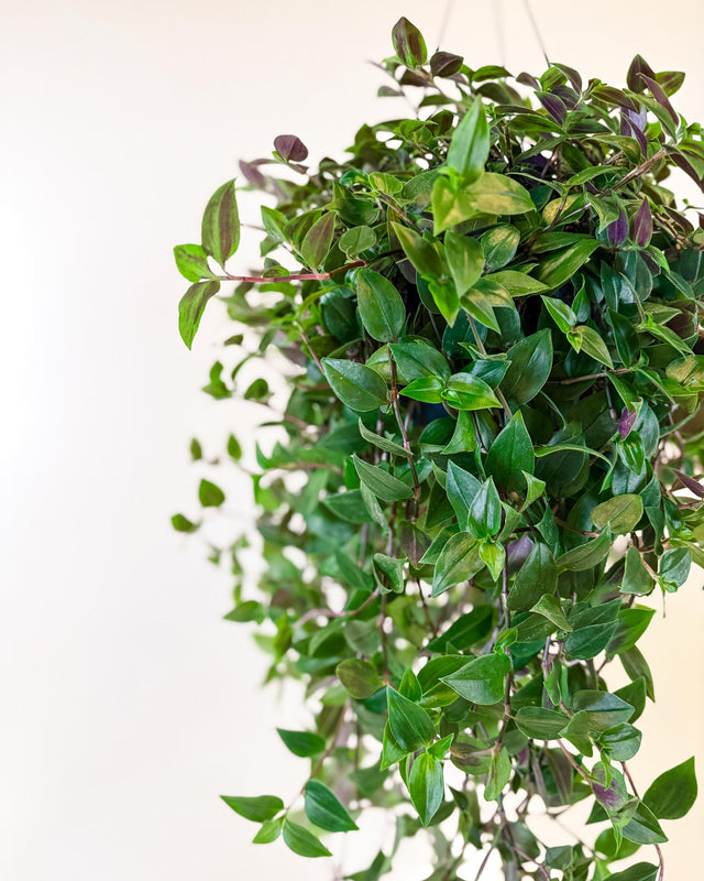 Close-up of Tradescantia ‘Green Hill’ large hanging basket showing dense trailing leaves in green and purple tones.
