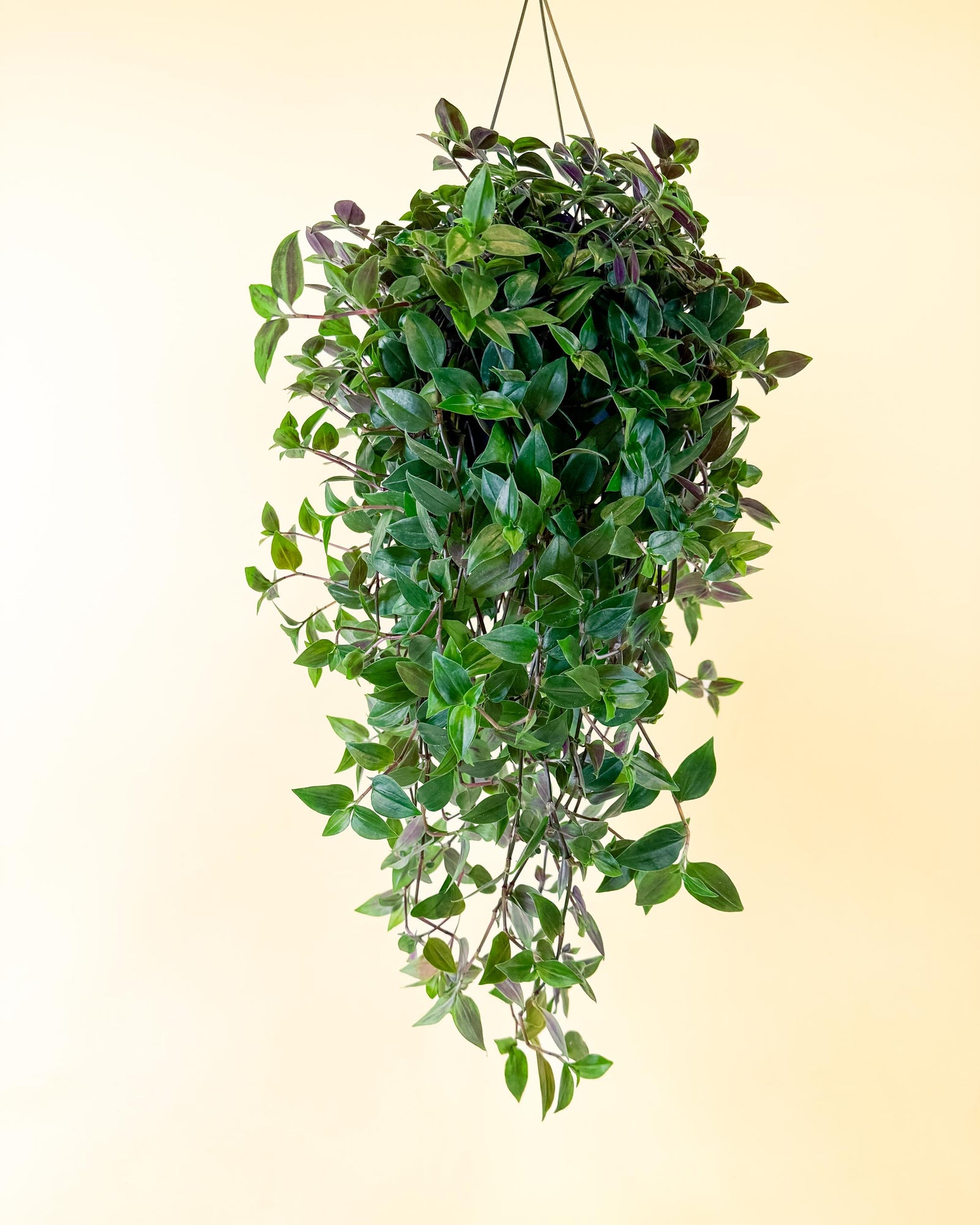Large Tradescantia ‘Green Hill’ hanging plant with full cascading green and purple variegated foliage.
