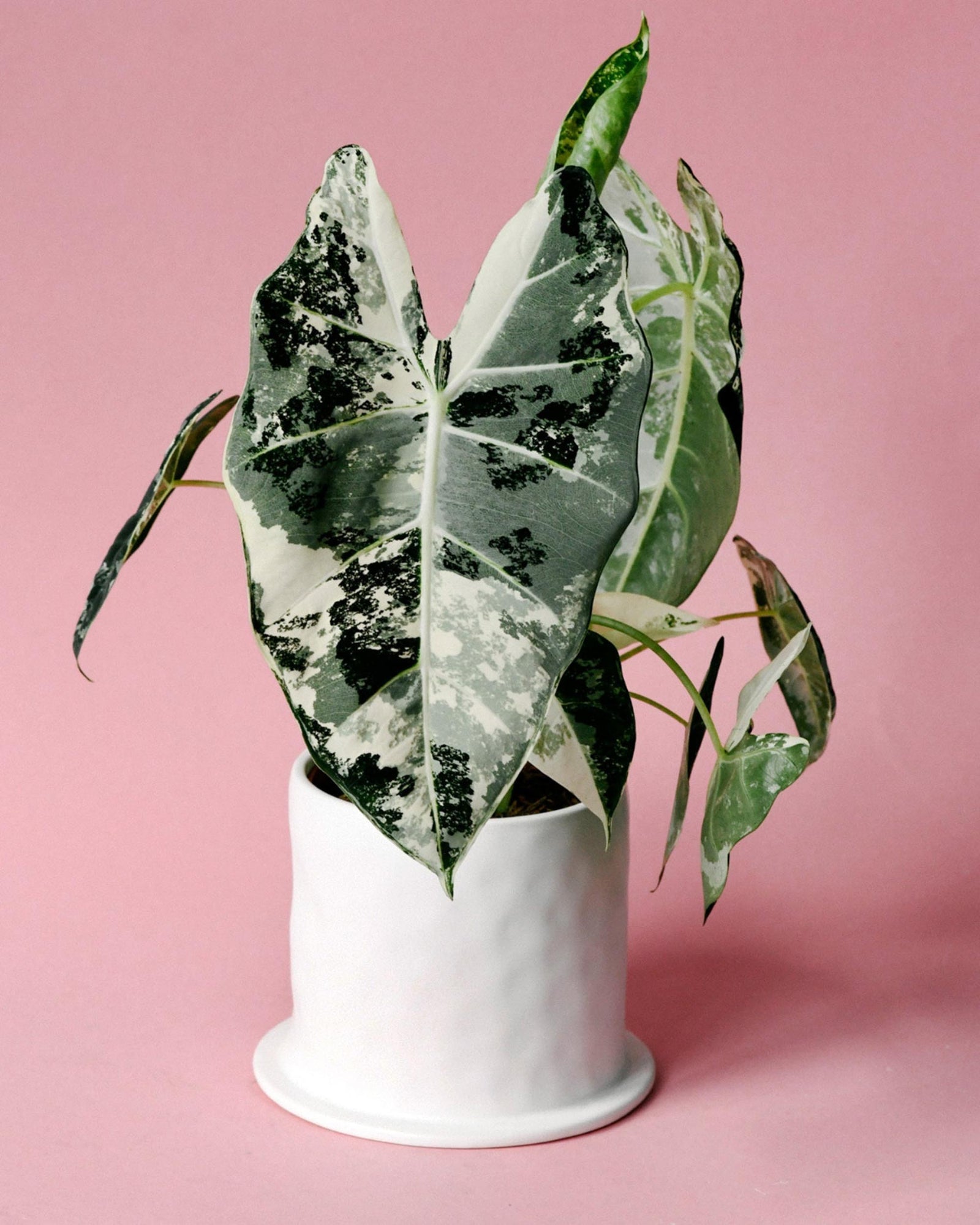 Potted  alocasia fydek variegata plant with green and white leaves on a pink background