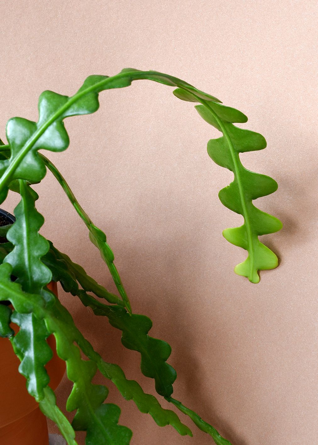 Epiphyllum Anguliger (Fishbone Cactus) M