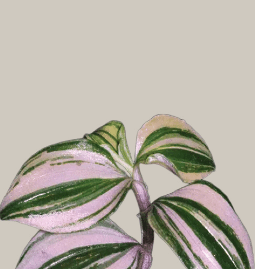 tradescantia Variegated mundula lisa