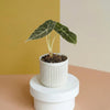 Potted alocasia watsonia baby plant on a white cylindrical stand against a multicolored background