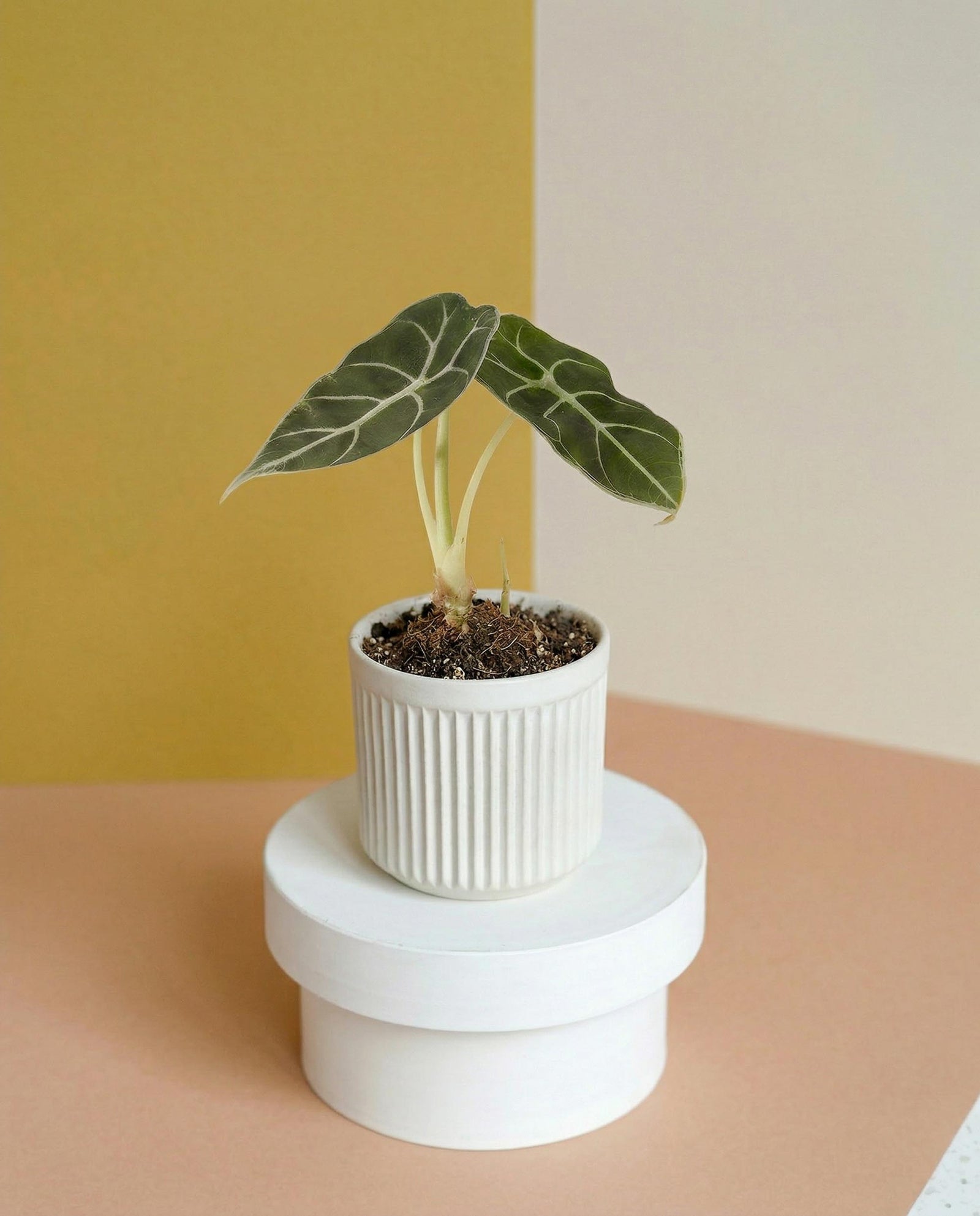 Potted alocasia watsonia baby plant on a white cylindrical stand against a multicolored background
