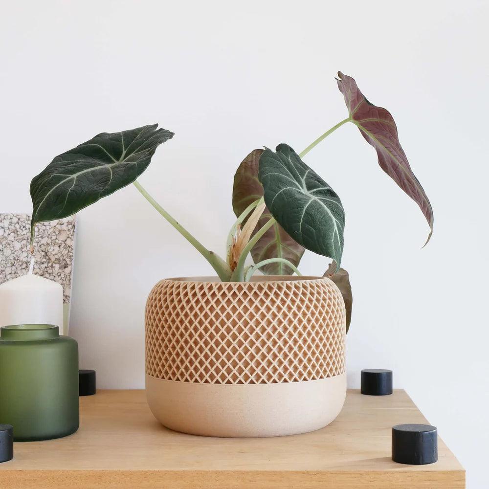 Minimum Design 'Apple' Planter | 3D Printed in France 15 cm 2