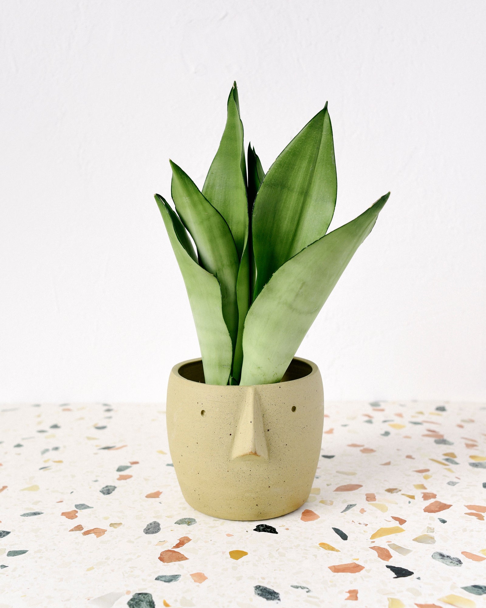 Dracaena (Sansevieria) Moonshine Mediana