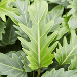 Close view of Thaumatophyllum Xanadu XL leaf showing deeply lobed, vibrant green texture.