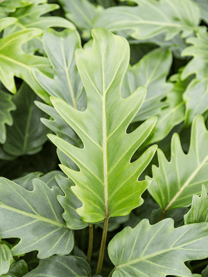 Close view of Thaumatophyllum Xanadu XL leaf showing deeply lobed, vibrant green texture.