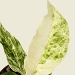 anthurium boplandii variegata