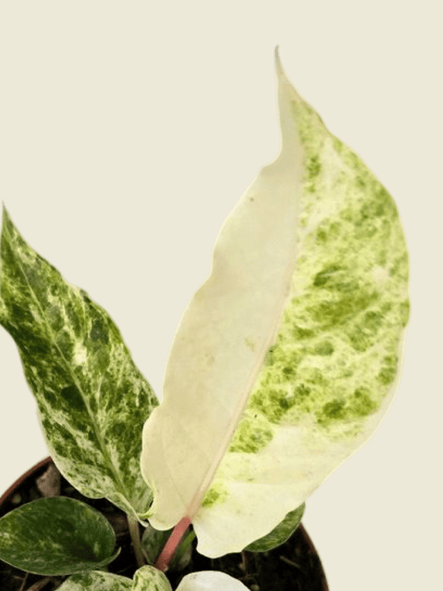 Anthurium Bonplandii Variegata