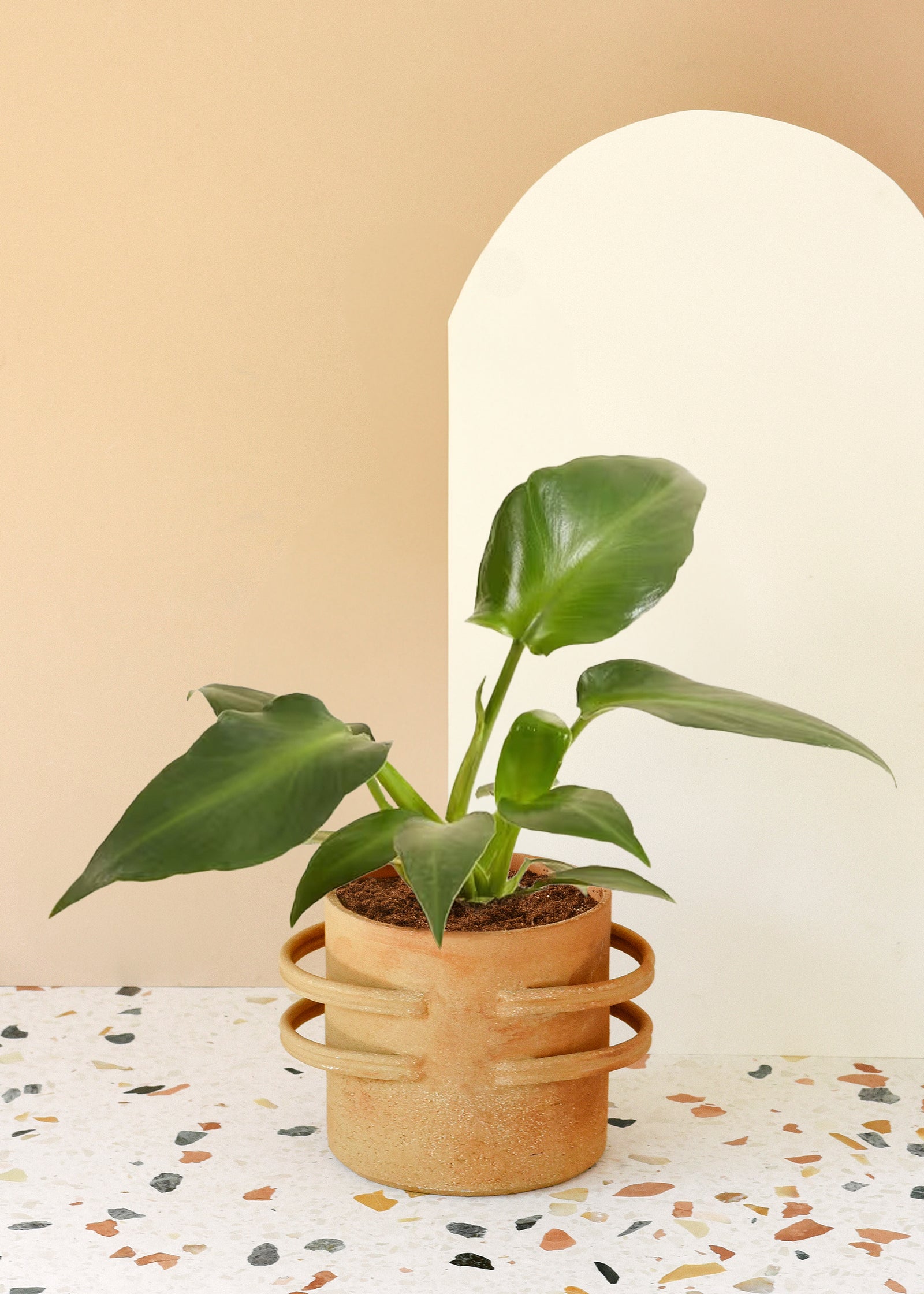 Philodendron Rugosum Aberrant Form (Pigskin Philodendron) Medium