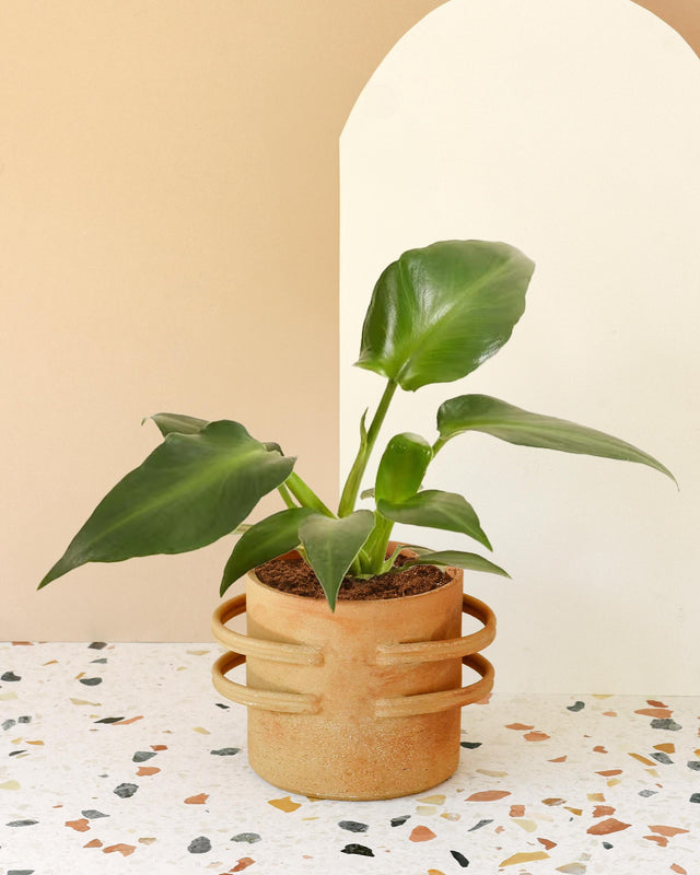 Philodendron Rugosum Aberrant Form (Pigskin Philodendron) Medium