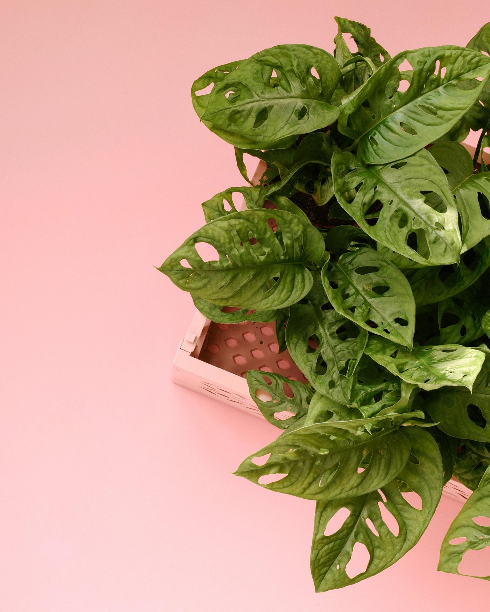 monstera adansonii xl Monstera Adansonii XL by Plant Circle – XL, Approx. 160.0cm height by Plant Circle – 27.0cm Pot
