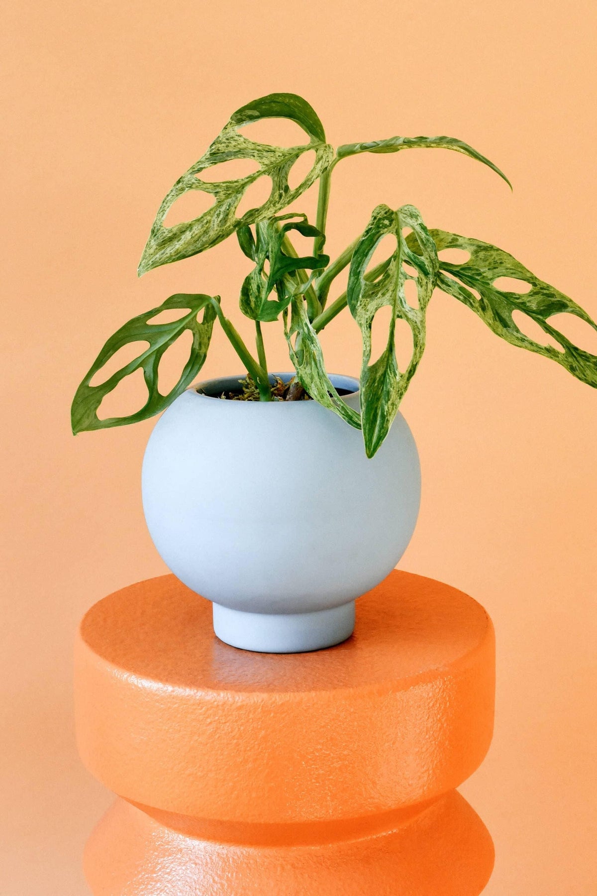 monstera adansonii terracotta pot Monstera Adansonii Mint Baby