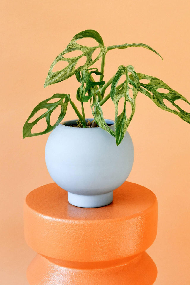 Monstera Adansonii Mint Baby Default Title 1