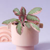 Episcia cupreata 'Pink Brocade' (African Flame Violet) Baby
