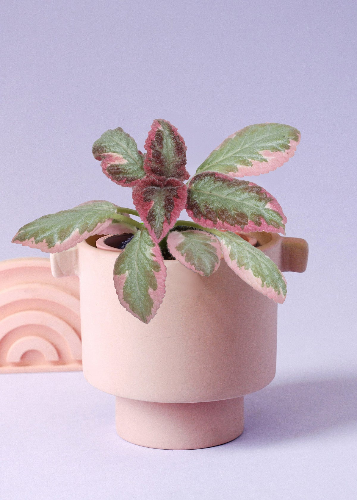 Episcia cupreata 'Pink Brocade' (African Flame Violet) Baby