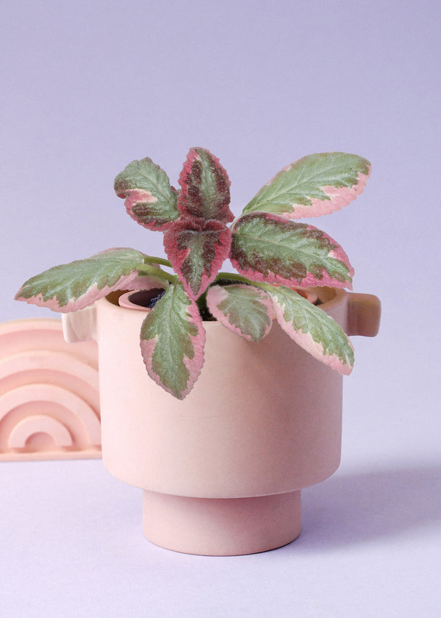 Episcia cupreata 'Pink Brocade' (African Flame Violet) Baby