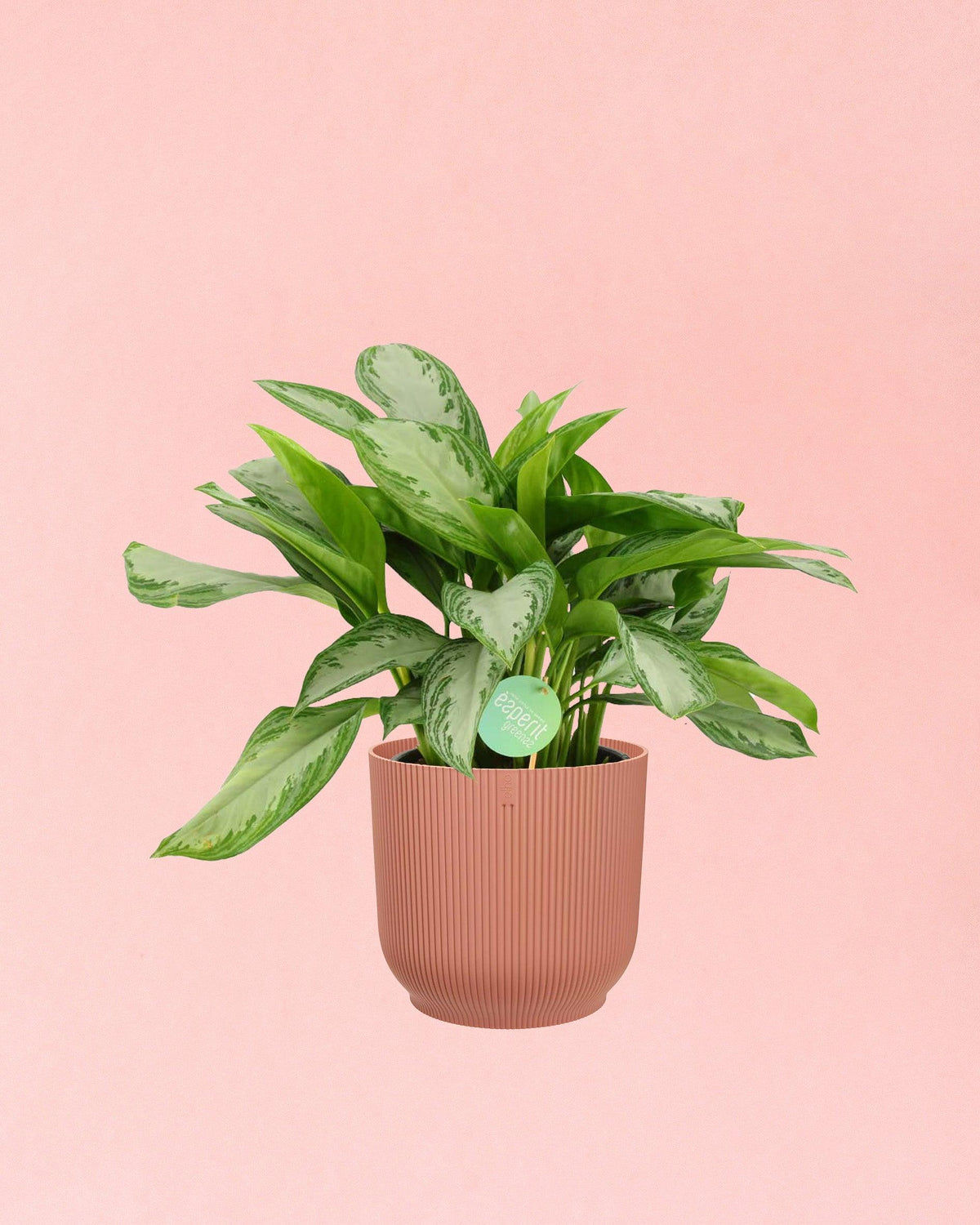 Aglaonema Silver Bay XL – XL, Approx. 60.0cm height – 24.0cm Pot Default Title 1