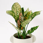 Aglaonema Pink Leopard, Medium - P12 H30