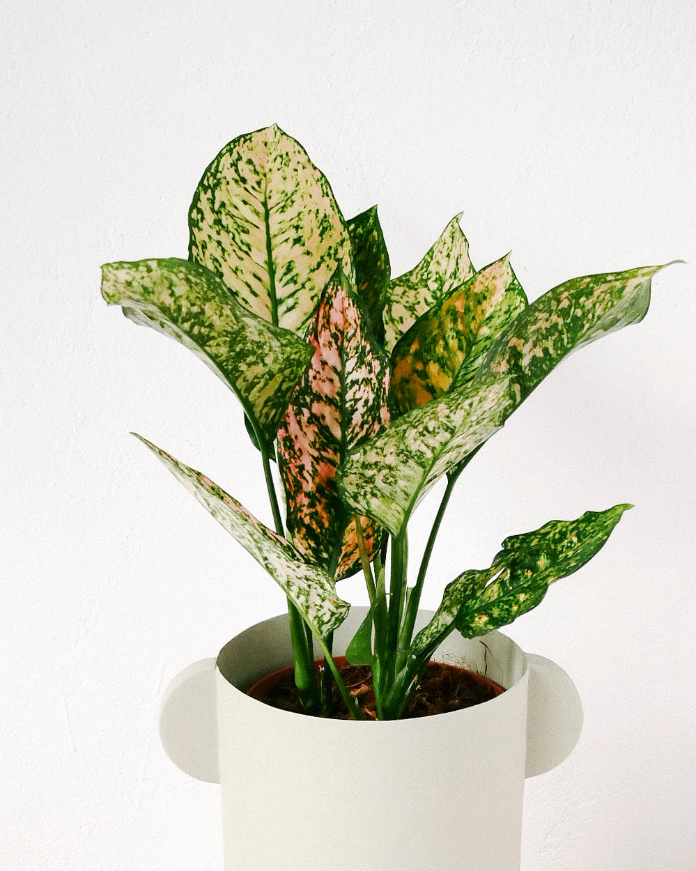 Aglaonema Pink Leopard, Medium - P12 H30