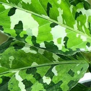 Aglaonema Pictum Tricolor Baby – Baby, Approx. 10.0cm height – 6.0cm Pot 3