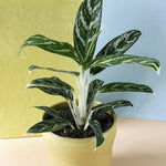 Aglaonema 'Stripes' – Large, Approx. 60.0cm height – 17.0cm Pot 2