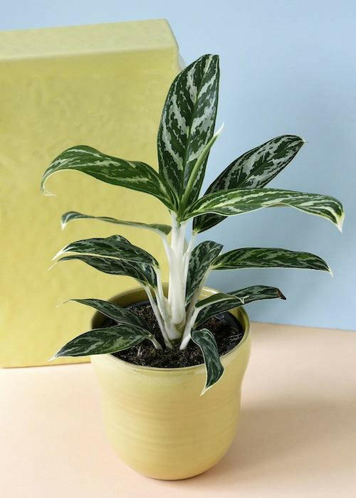 aglaonema stripes plant care Aglaonema 'Stripes' is an easygoing aroid with unique foliage!