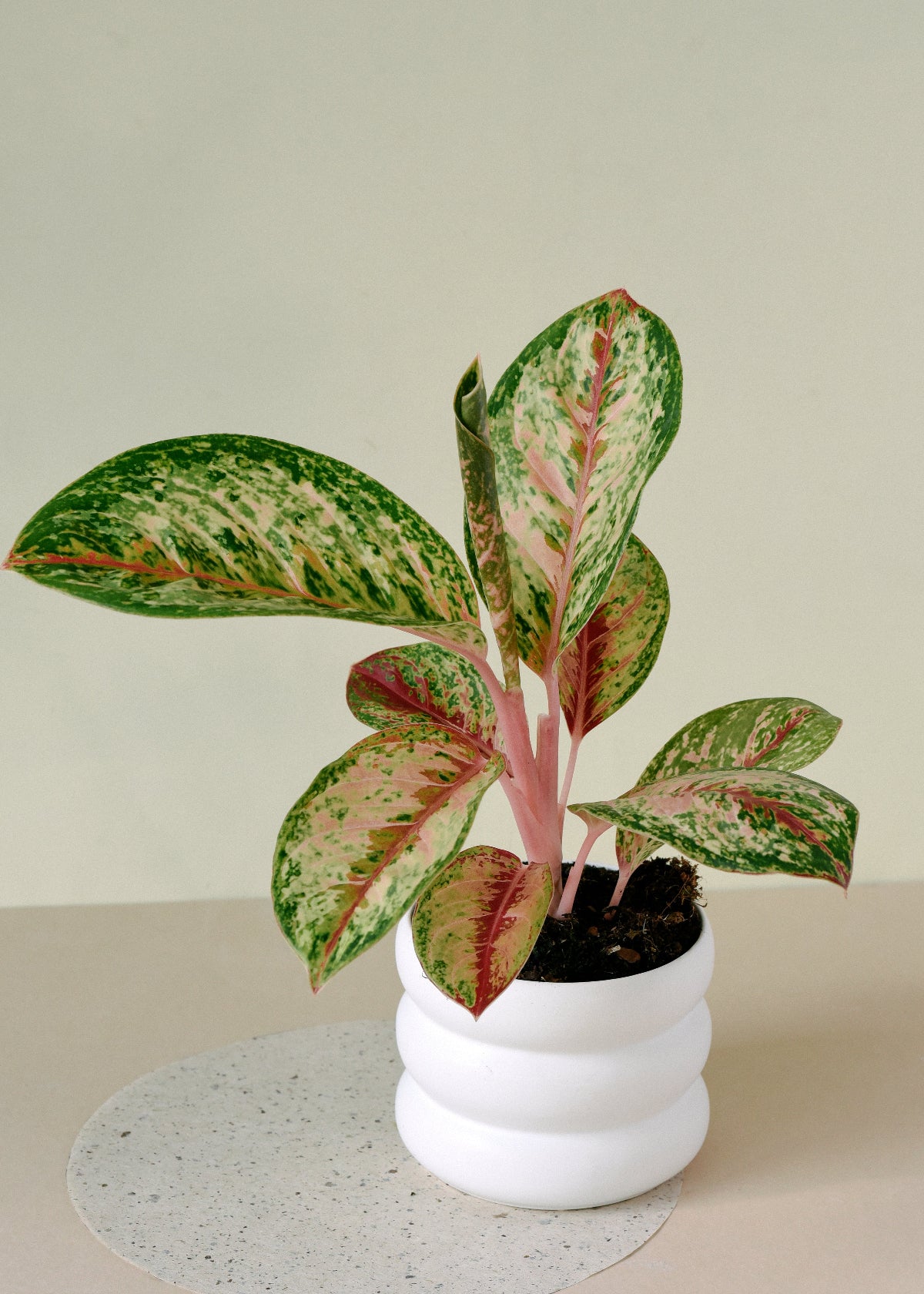 aglaonema painted celebration