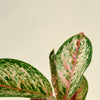 aglaonema_2 (2)