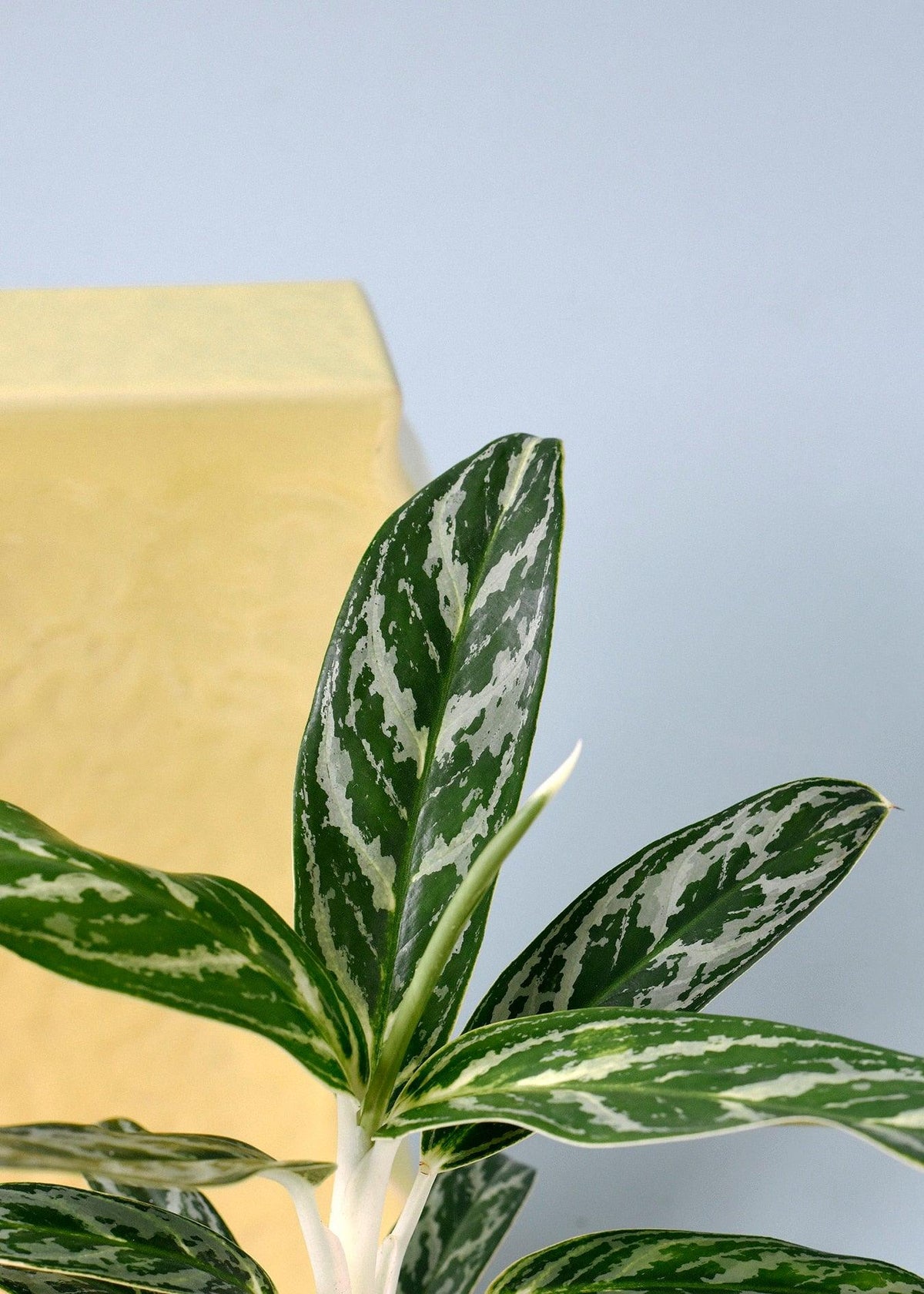 Aglaonema Ivy Green 2