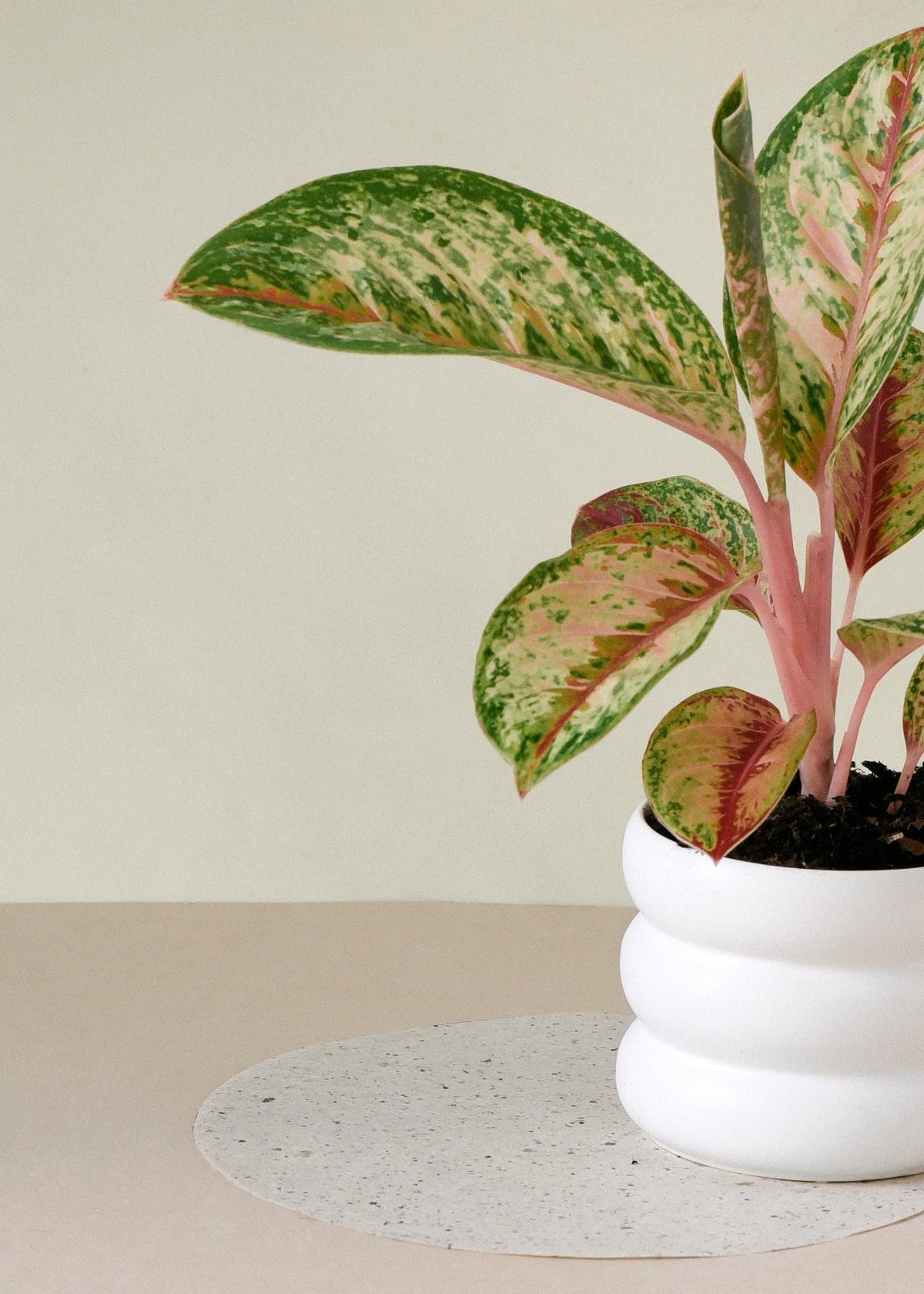 aglaonema painted celebration