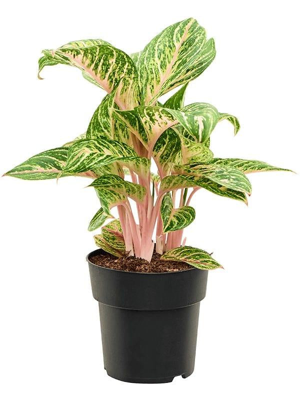 aglaonema coco melon