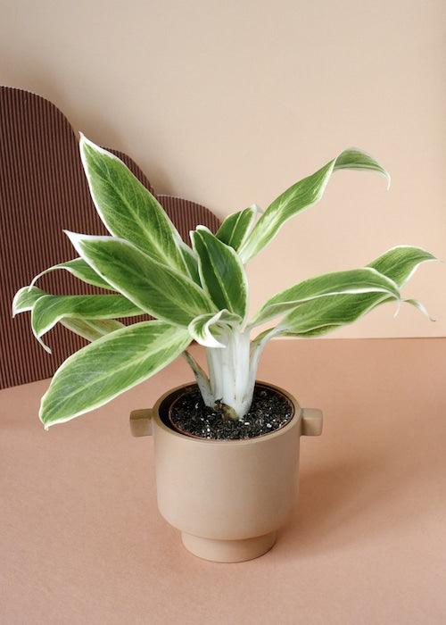 Aglaonema Lipstick Green – Small, Approx. 25.0cm height – 9.0cm Pot Default Title 1