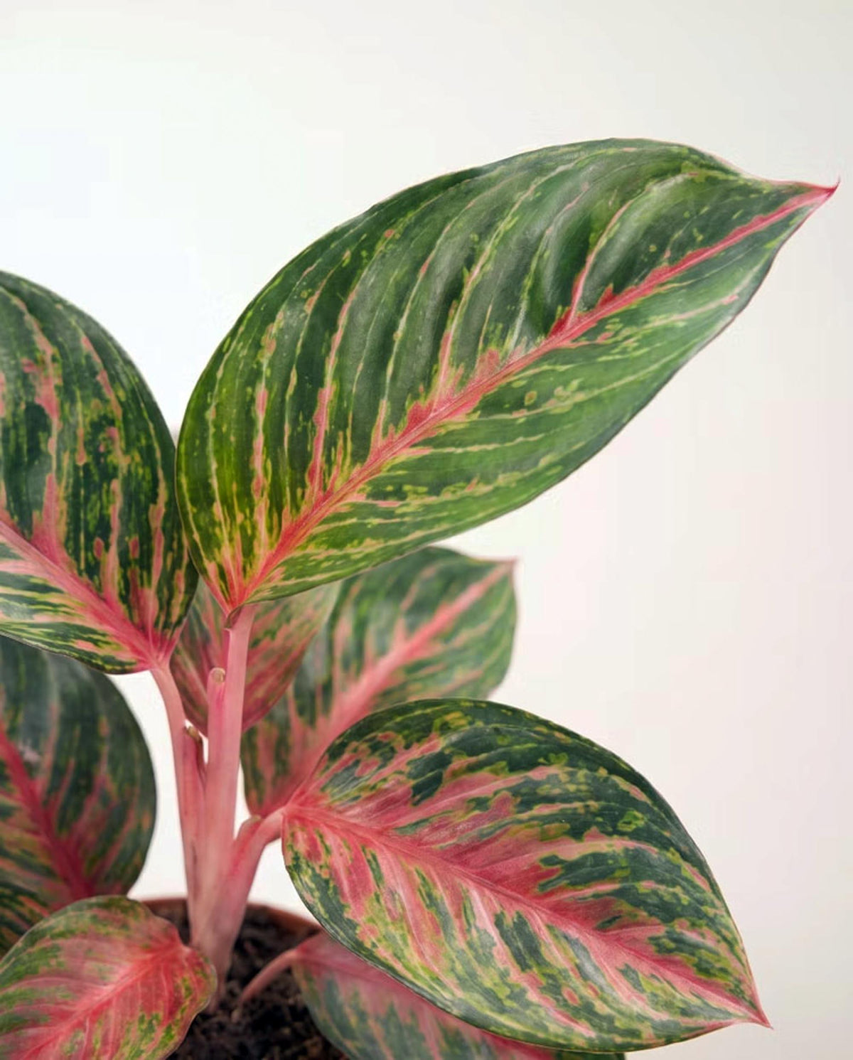 Aglaonema 'Olive Red'