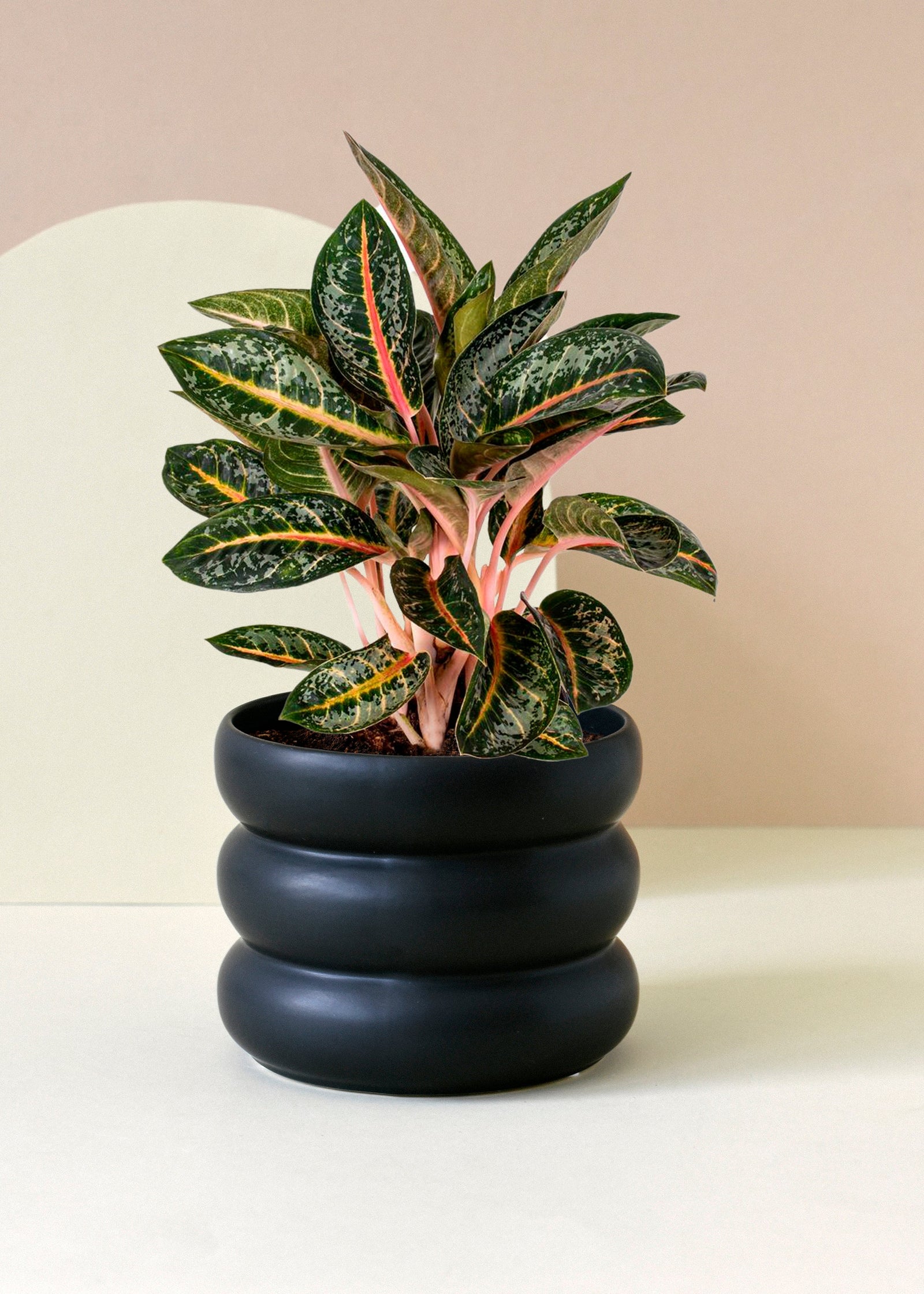 "Beautiful Aglaonema 'Orange Flame' M. A perfect aglaonema for your indoor houseplant collection."