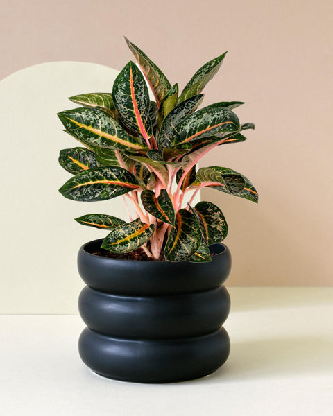 aglaonema in pon Aglaonema Orange Flame: Vibrant and Easy-Care Houseplant