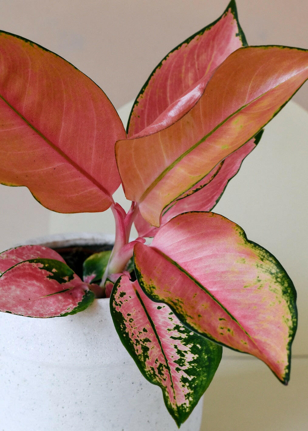 Aglaonema Pink Allusion with colourful foliage, showcasing vibrant pink and green leaves for modern interior decor.