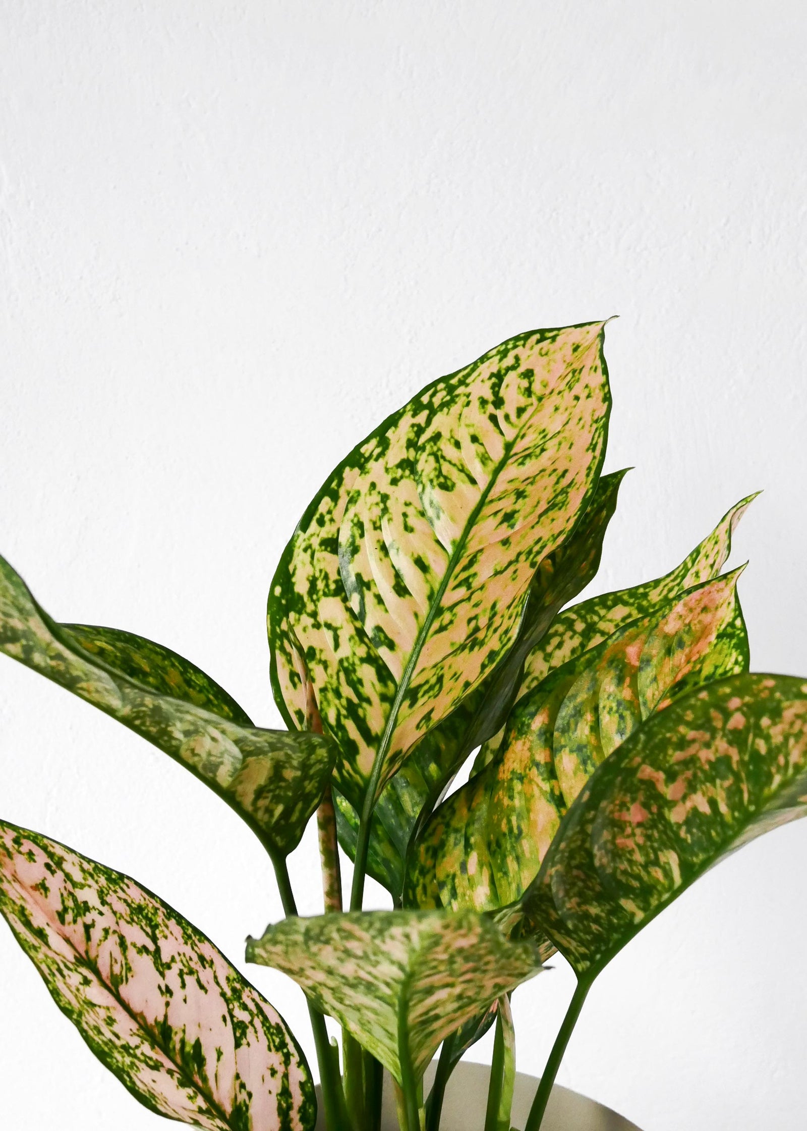 Aglaonema Pink Leopard, additional product view