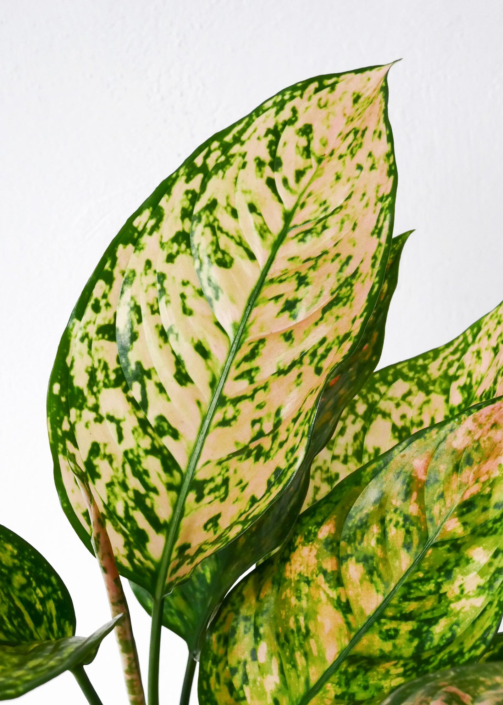 Aglaonema Pink Leopard, additional product view 2
