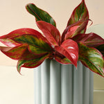 aglaonema red crete