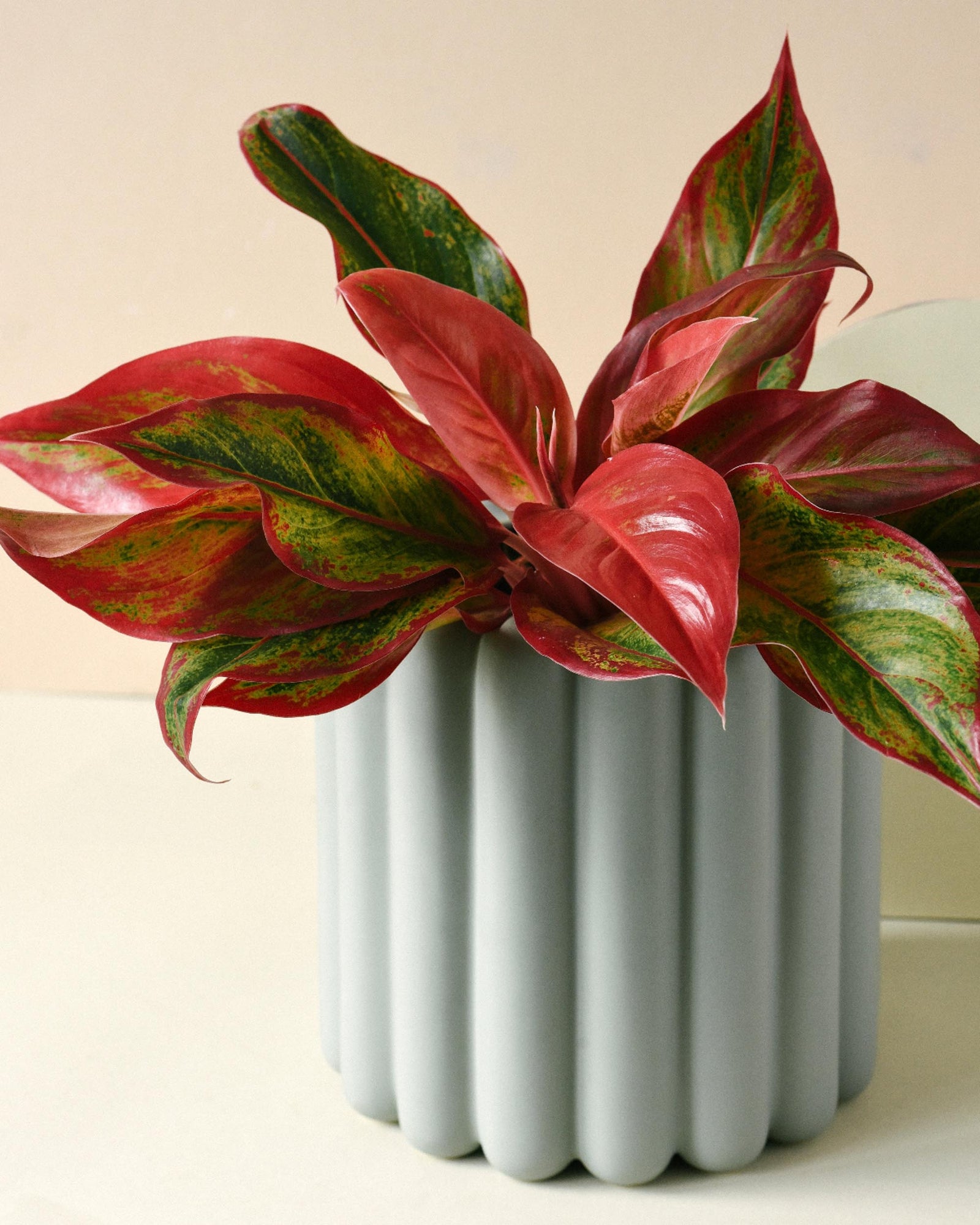 aglaonema creta propagation Aglaonema Crete medium