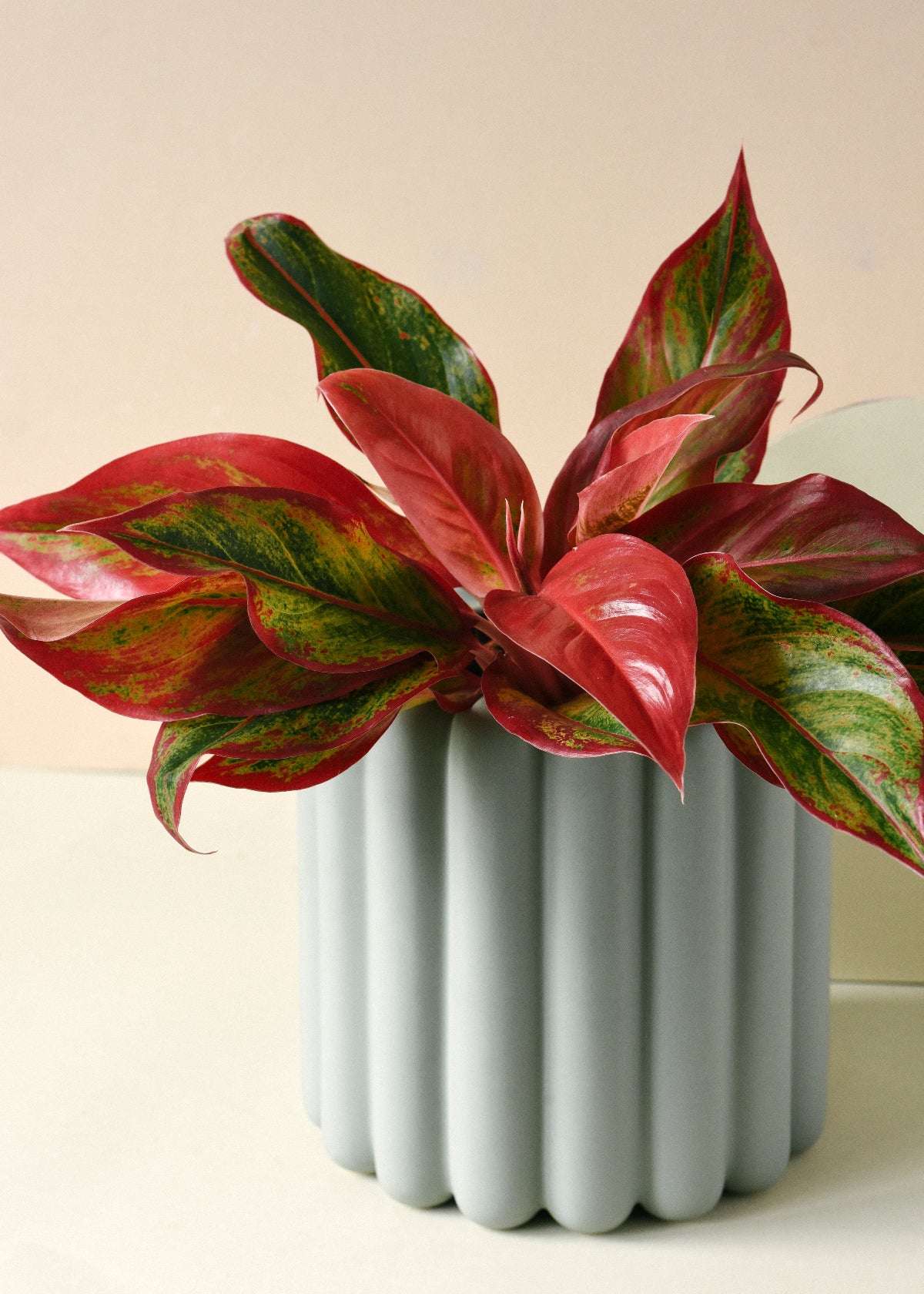 aglaonema red crete