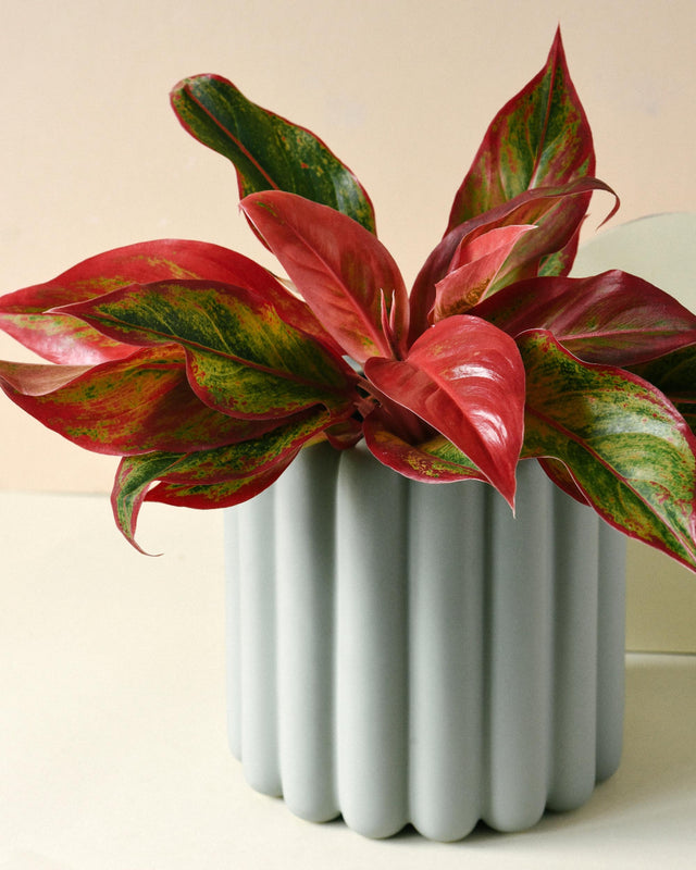 aglaonema red crete