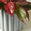 Aglaonema Crete – Medium, Approx. 25.0cm height – 12.0cm Pot Default Title 1