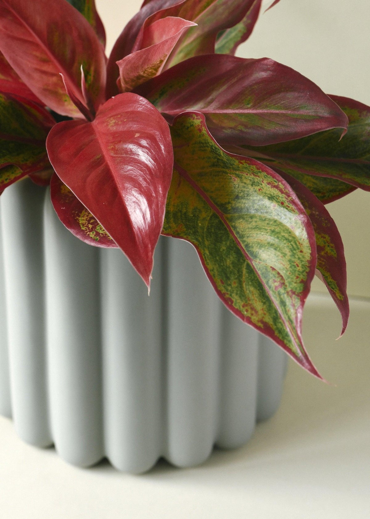 Healthy Aglaonema Crete by Plant Circle. A perfect aglaonema crete by plant circle for your indoor houseplant collection.