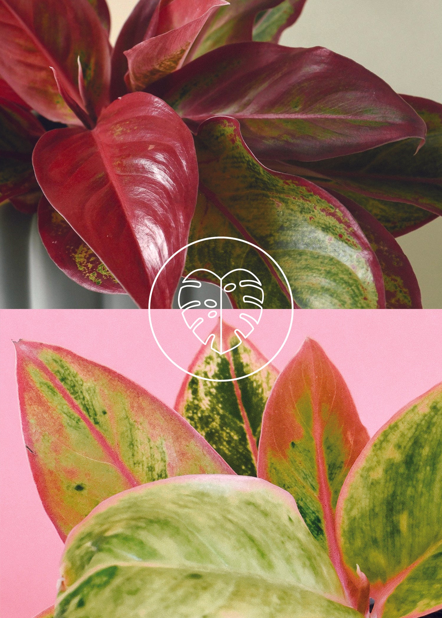 Valentine's Day Aglaonema "Thinking of You" Set of Two ❤️