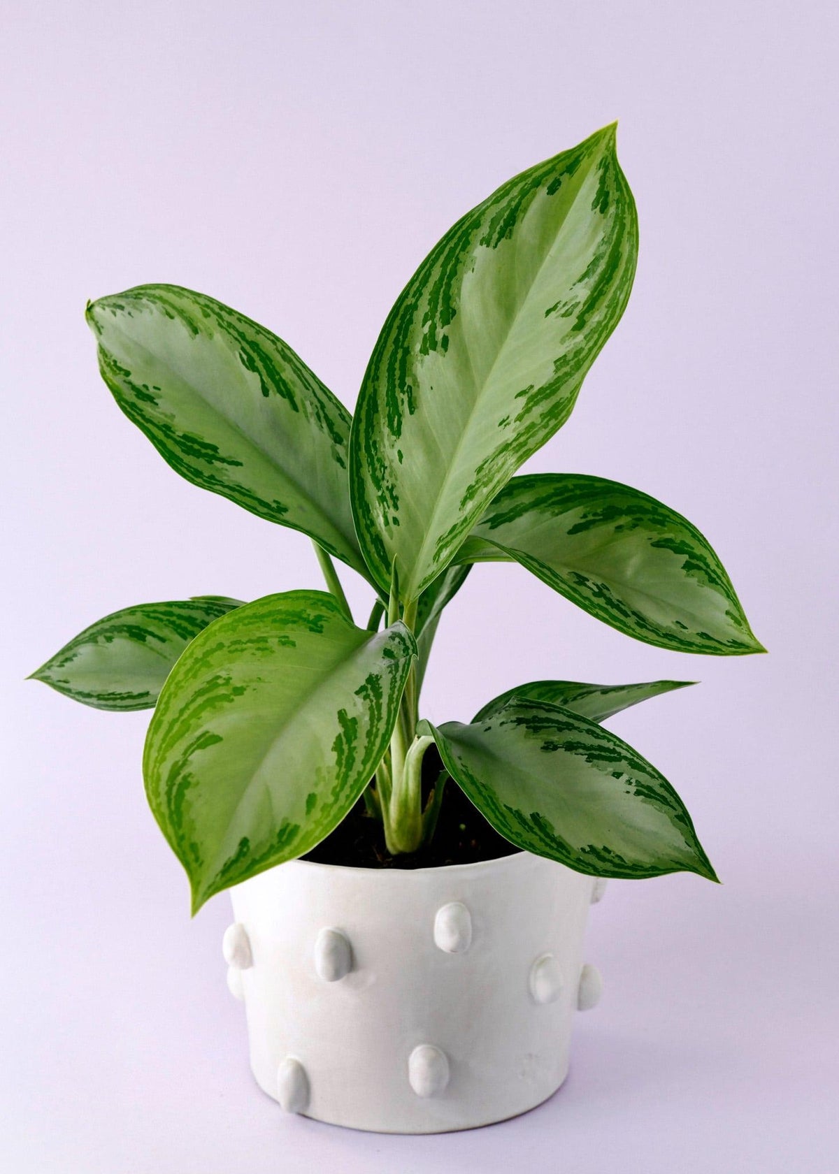 Aglaonema Silver Bay L – Large, Approx. 50.0cm height – 17.0cm Pot 2